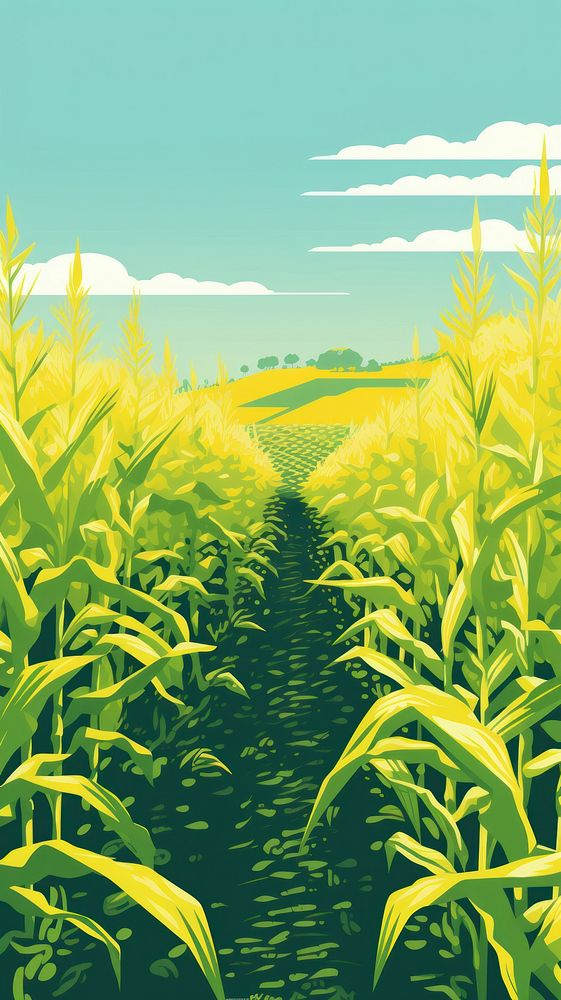 Wallpaper corn field agriculture landscape outdoors.