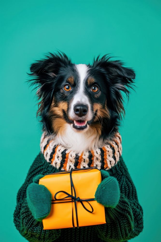 Collie wearing green sweater and gloves portrait mammal animal.