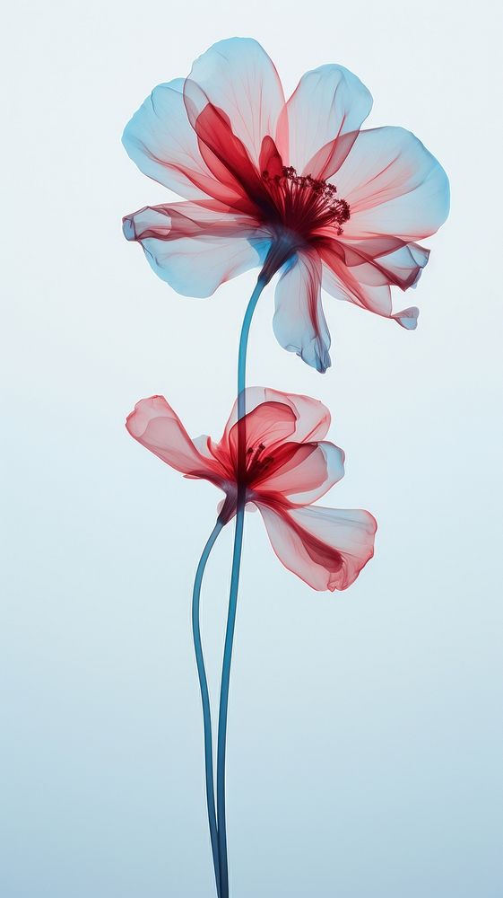 Flower blossom petal plant. AI generated Image by rawpixel.