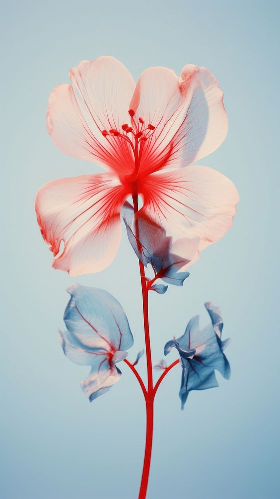 Red and white flower smoky blue hibiscus blossom petal. AI generated Image by rawpixel.