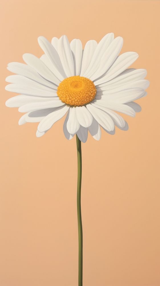 Minimal space daisy flower plant inflorescence.