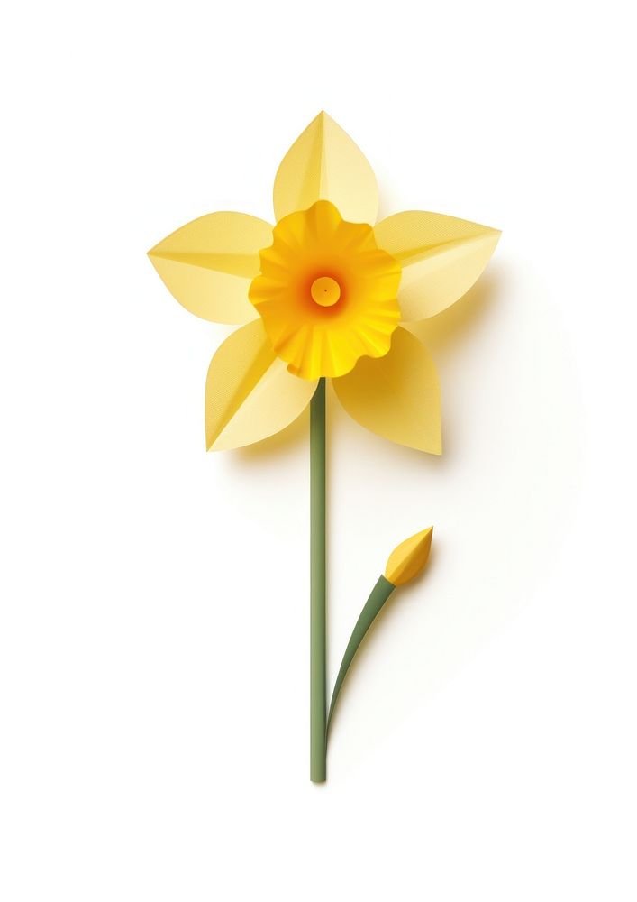 Daffodil flower plant white background.