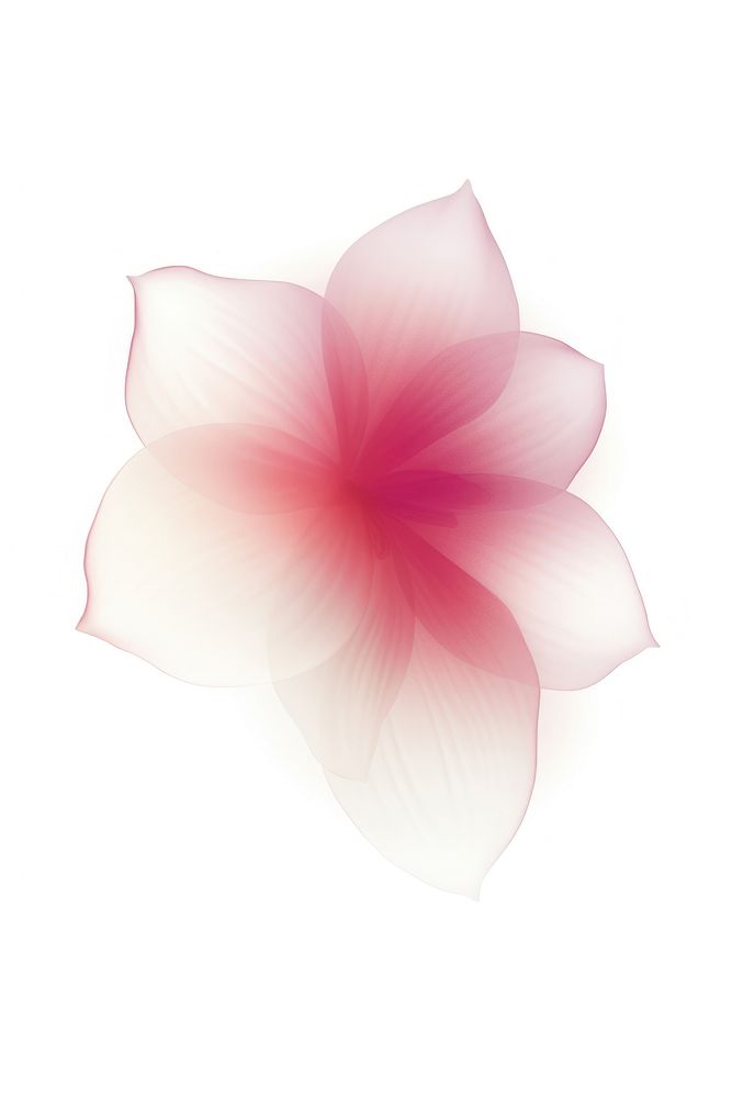 Abstract blurred gradient illustration flower petal plant pink.