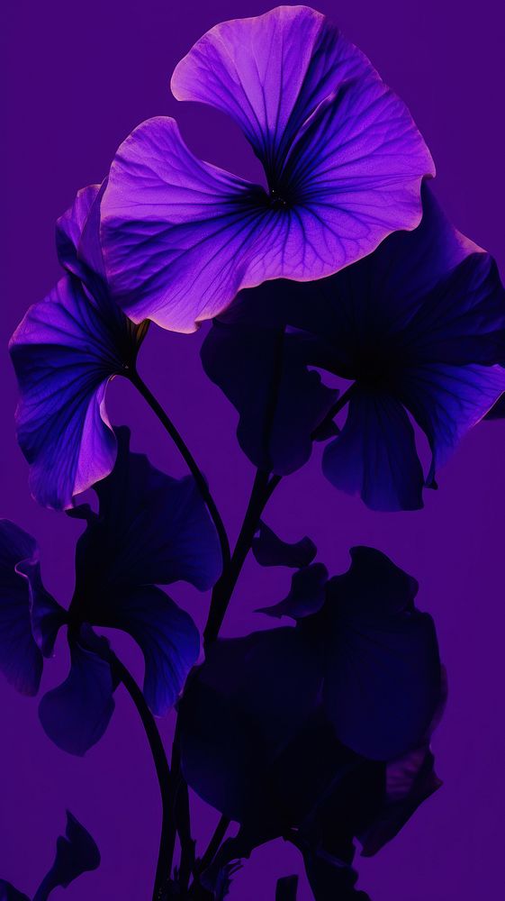 High contrast Botanical flower purple violet.