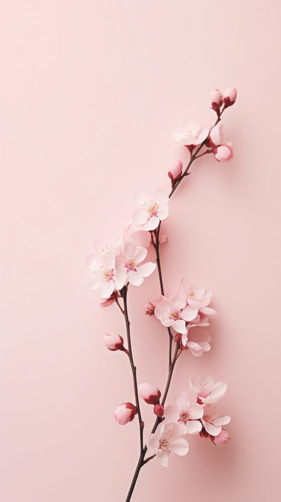 Pink aesthetic bloom wallpaper blossom flower plant.