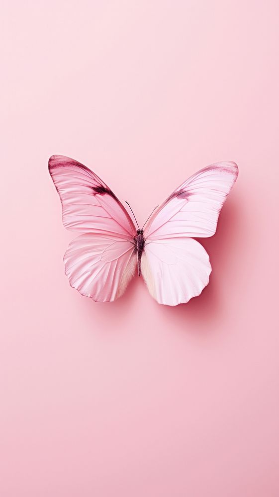 Pink aesthetic butterfly wallpaper animal insect flower.