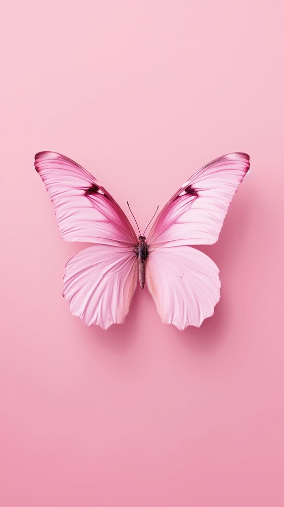 Pink aesthetic butterfly wallpaper animal insect flower.