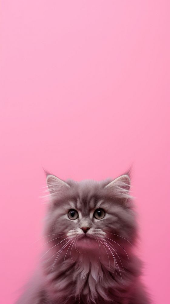 Pink aesthetic cat wallpaper mammal animal kitten.