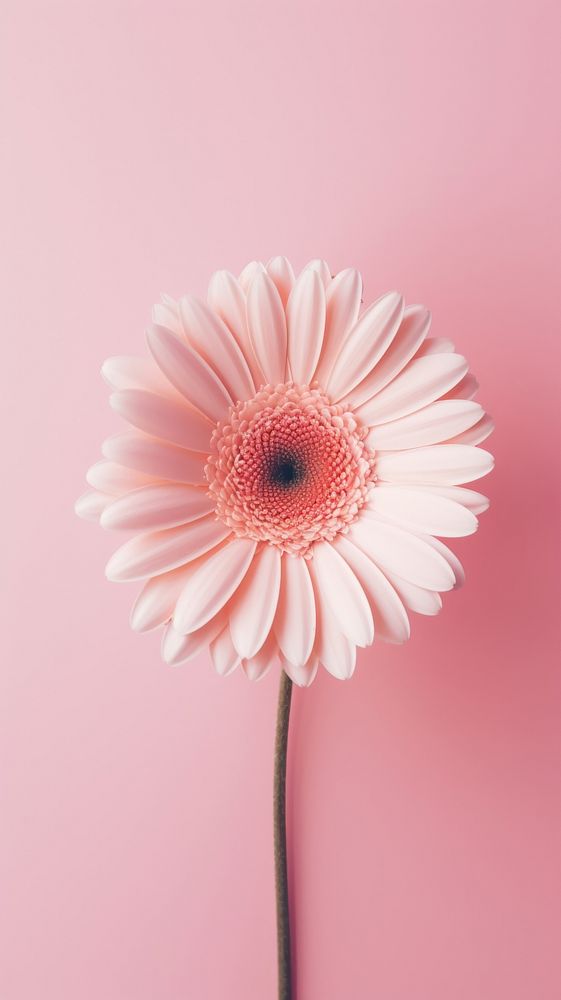 Pink aesthetic daisy wallpaper flower petal plant.