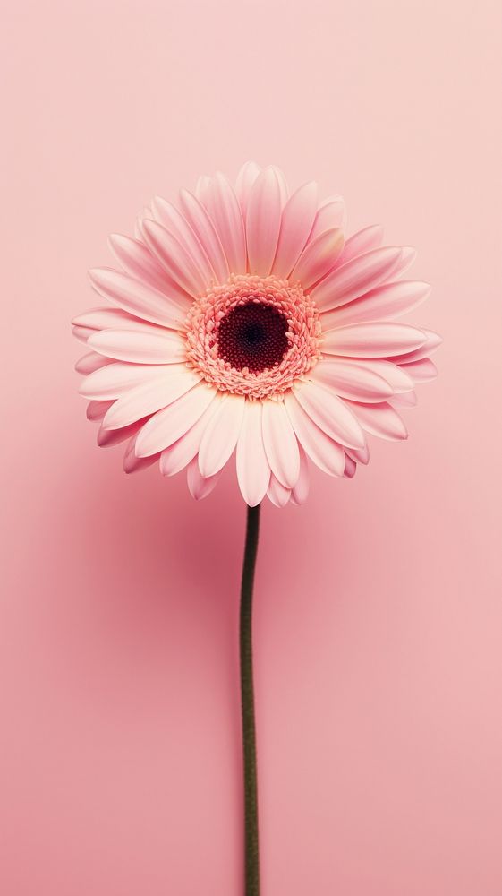 Pink aesthetic daisy wallpaper flower petal plant.