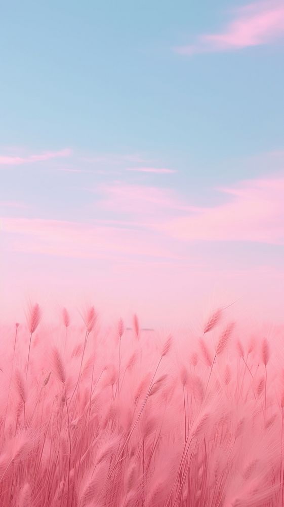 Pink aesthetic field wallpaper outdoors nature plant.