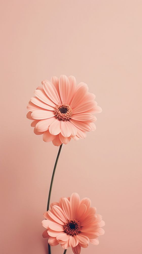 Pink aesthetic flower wallpaper petal plant daisy.
