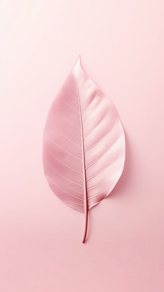 Pink aesthetic leaf wallpaper petal plant simplicity.