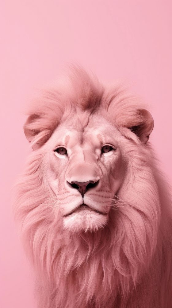 Pink aesthetic lion wallpaper mammal animal carnivora.