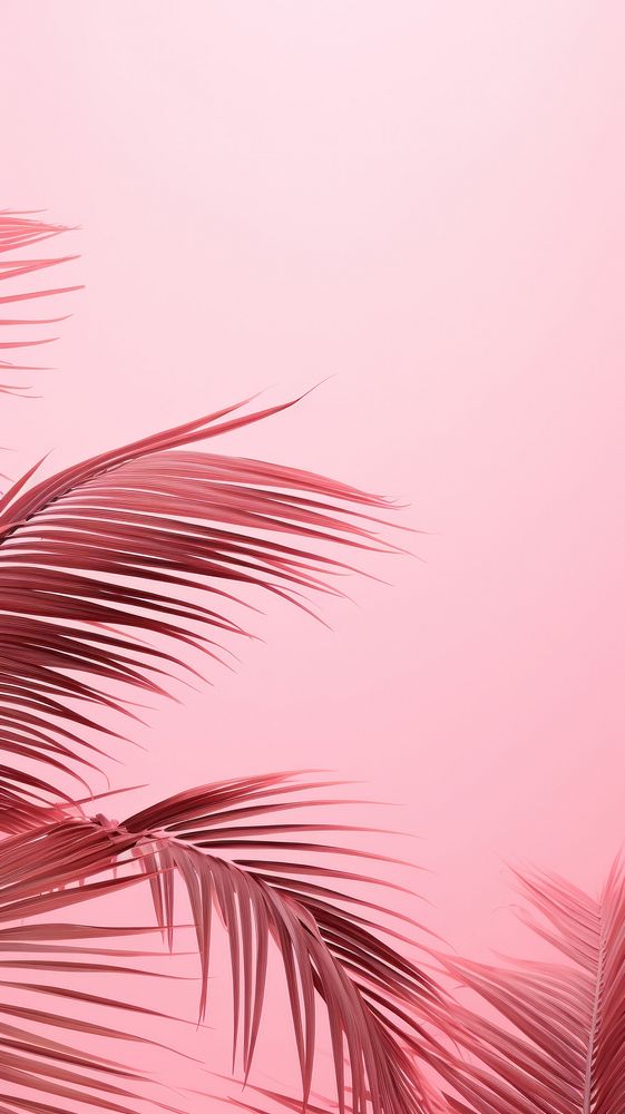 Pink aesthetic palm wallpaper outdoors nature sky.