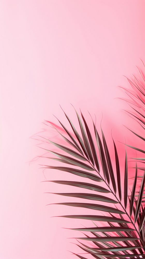 Pink aesthetic palm wallpaper outdoors nature plant.