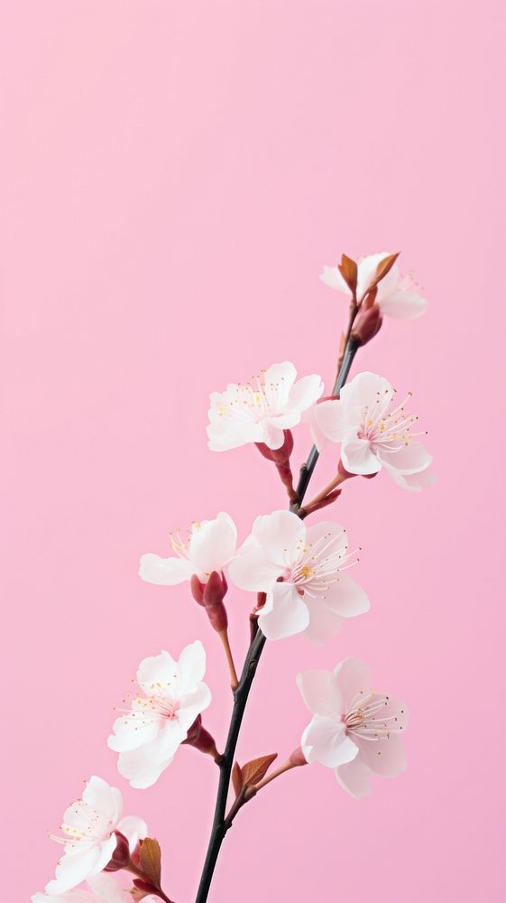 Pink aesthetic sakura wallpaper blossom flower petal.