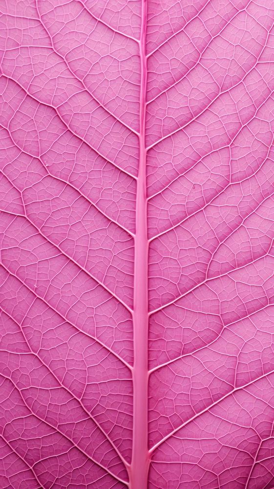 Leaf texture outdoors purple plant.