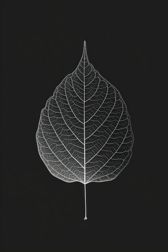 Mind bending flat line illusion poster of a leaf plant black art.