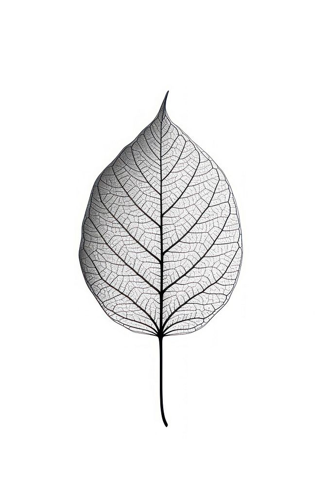 Mind bending flat line illusion poster of a leaf sketch plant white.