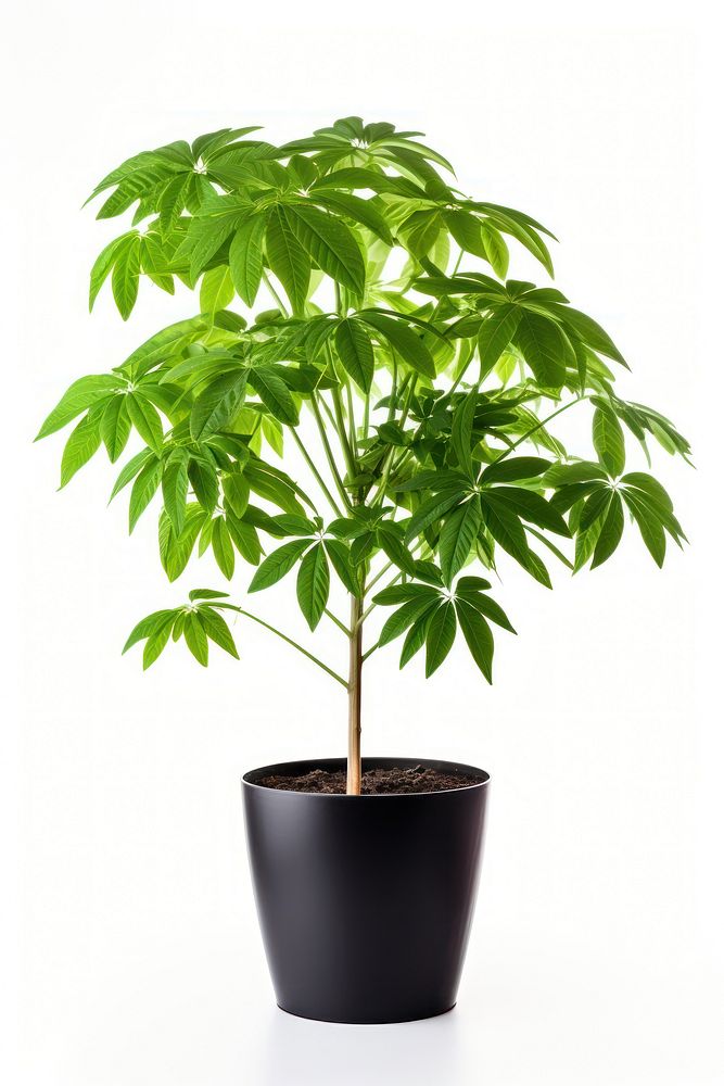 Potted Plant - Aralia plant leaf tree.