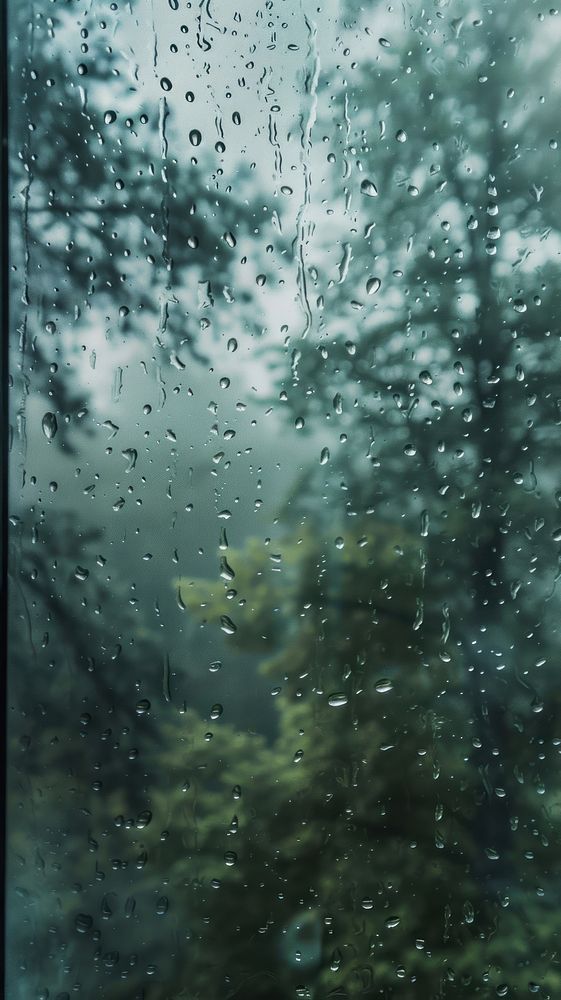 Rain scene with forest outdoors nature plant.