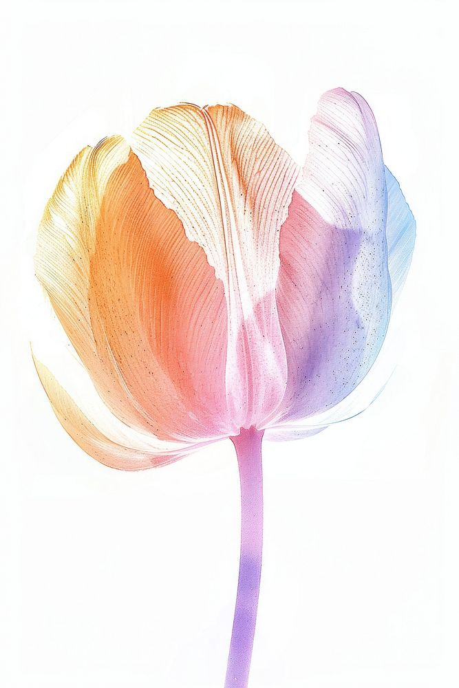 Tulip Risograph style flower petal plant.