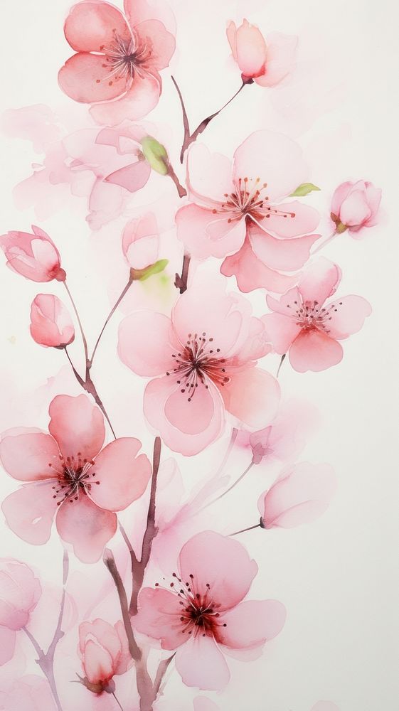 Pink flowers wallpaper blossom petal plant.