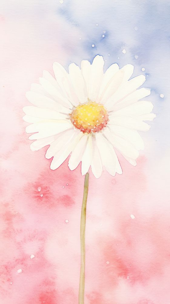 Wallpaper daisy blossom flower petal.
