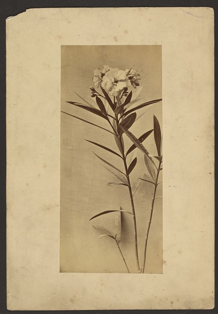 Plant Study by Frederick H Hollyer