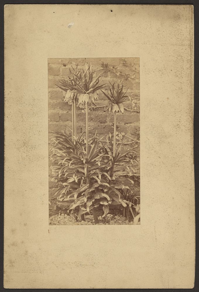 Plant by Frederick H Hollyer