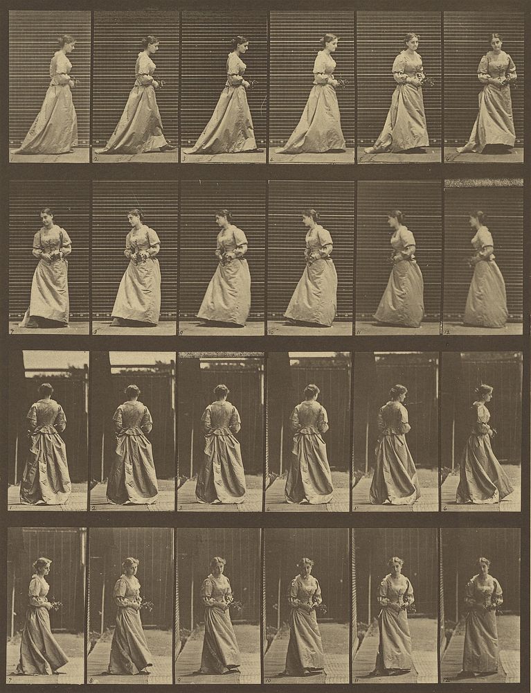 Animal Locomotion by Eadweard J Muybridge