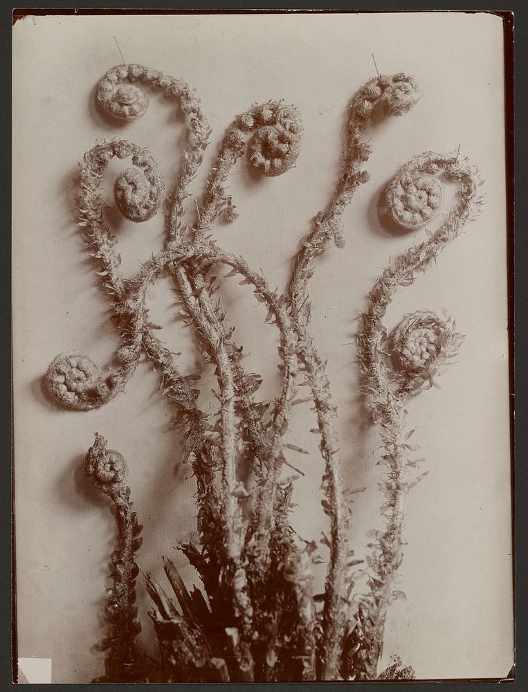 Plant Study by Émile Bayard