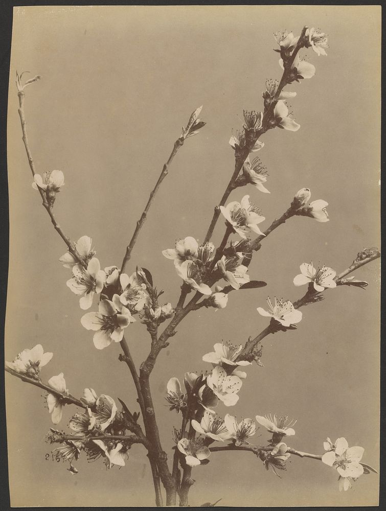 Floral study with small white flowers