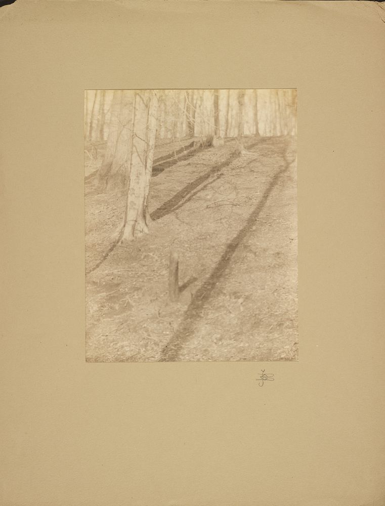 Tree Shadows by John G Bullock