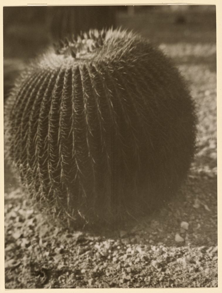 Barrel Cactus by Arnold Genthe