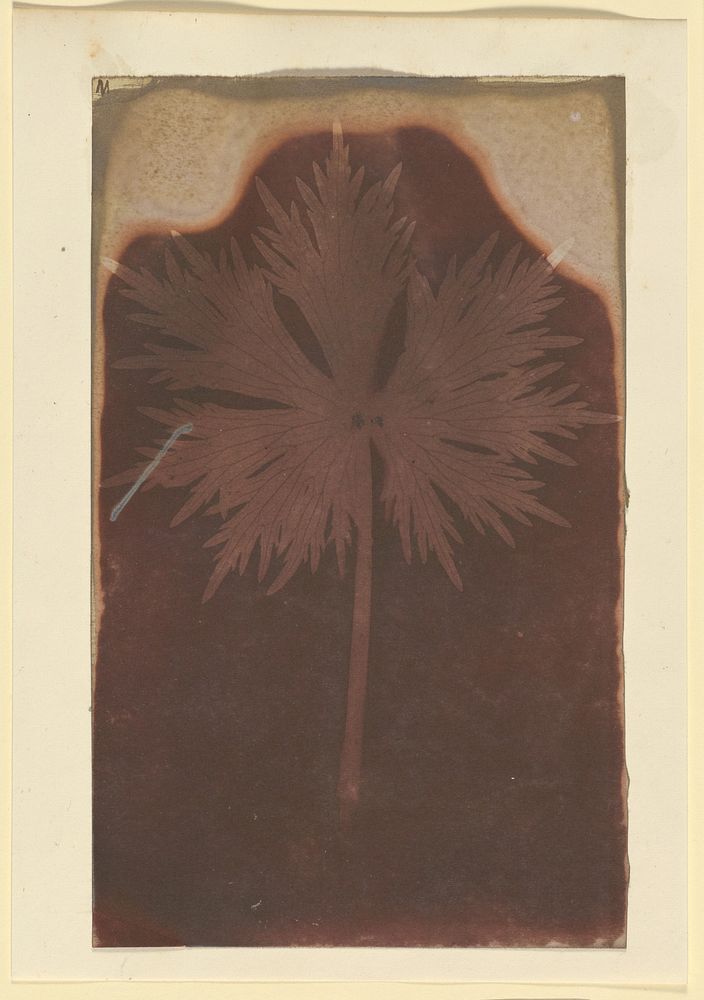 Fronded Leaf by William Henry Fox Talbot