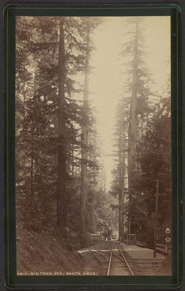 Big Tree Station, Santa Cruz by William Henry Jackson