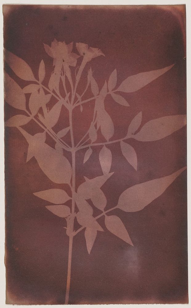 Leaves of Jasmine by William Henry Fox Talbot
