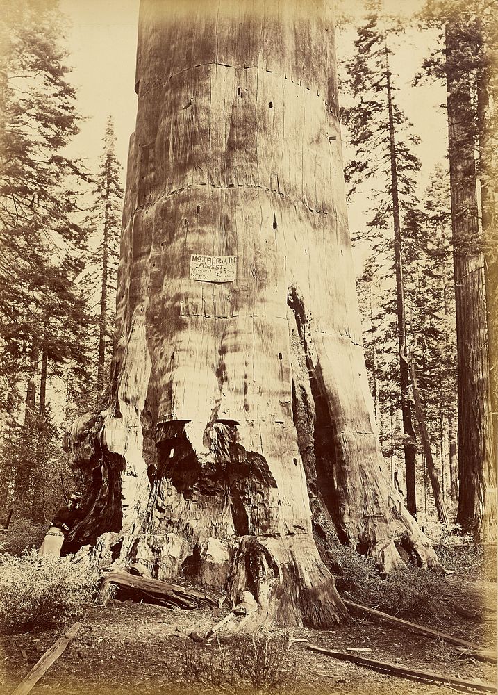 Mother of the Forest, 221 feet high by Carleton Watkins