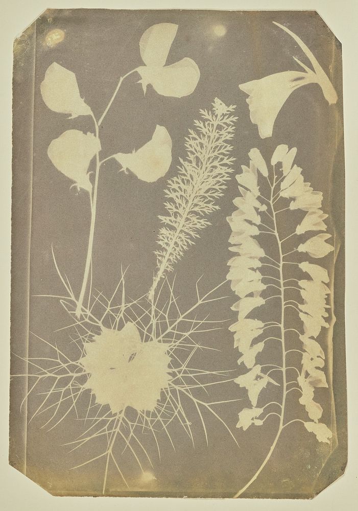 Arrangement of plants by Hippolyte Bayard