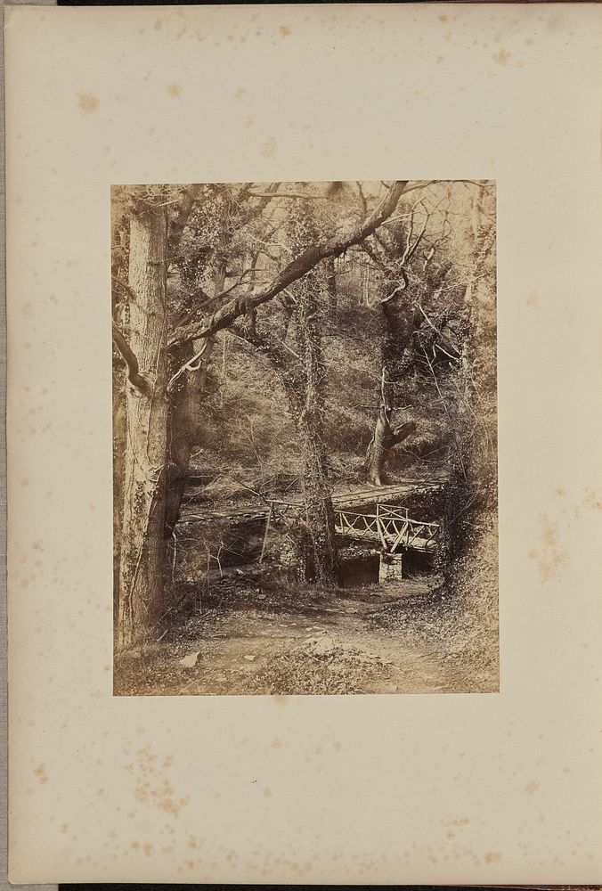 The Woods, Penllegare. by John Dillwyn Llewelyn