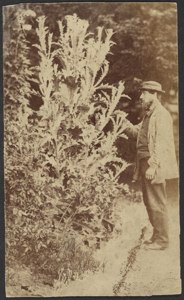 Man Inspecting Plant