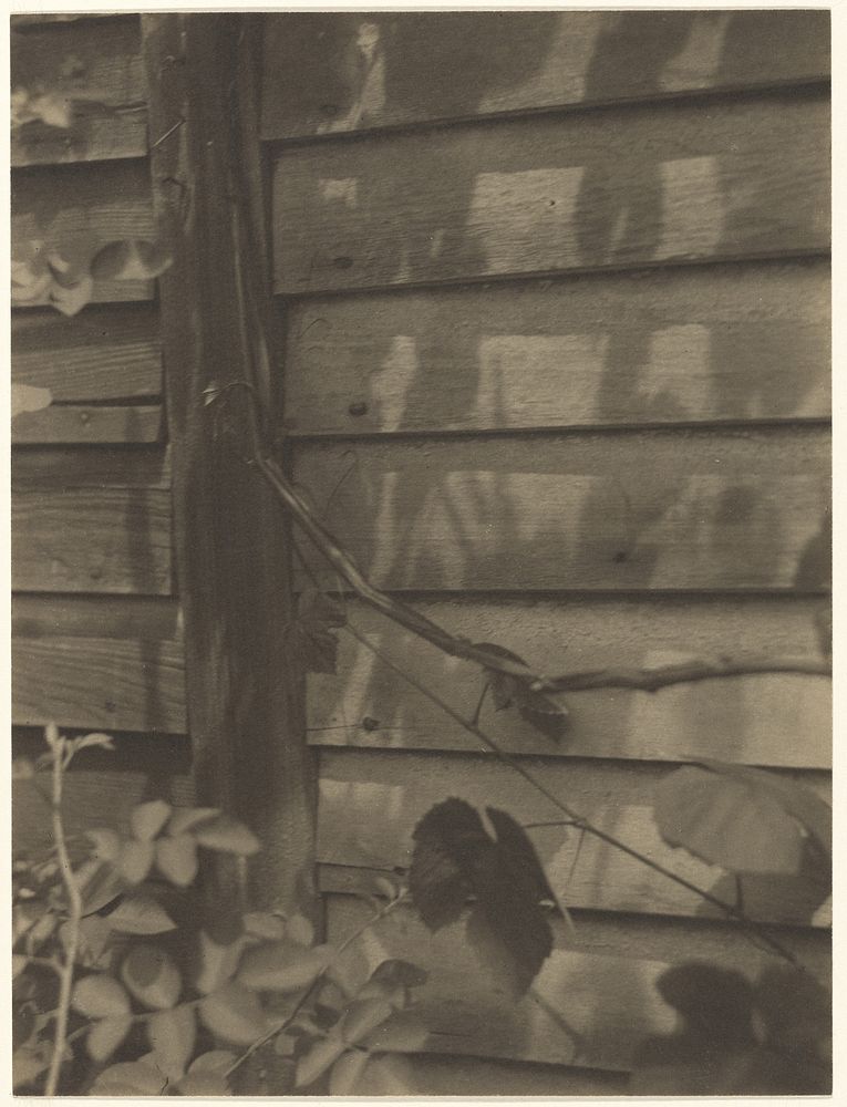 Still Life with Vines and Shadows, Possibly Georgetown Island, Maine by Doris Ulmann