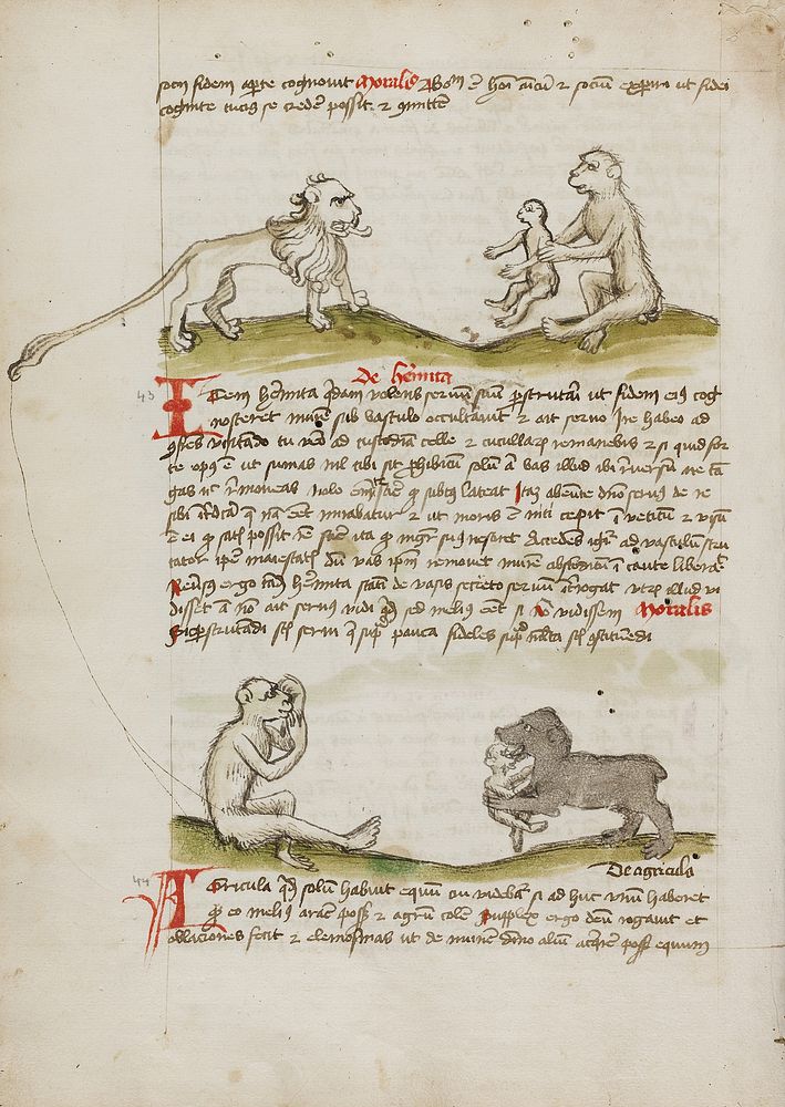 A Lion with a Monkey and his Young; A Monkey; A Bear Eating a Young Monkey