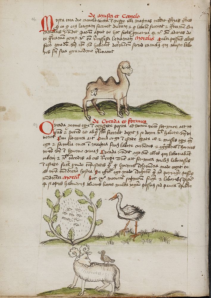 A Camel with a Fly on its Back; Insects in a Vineyard and a Stork Nearby; A Ram with a Crow on its Back