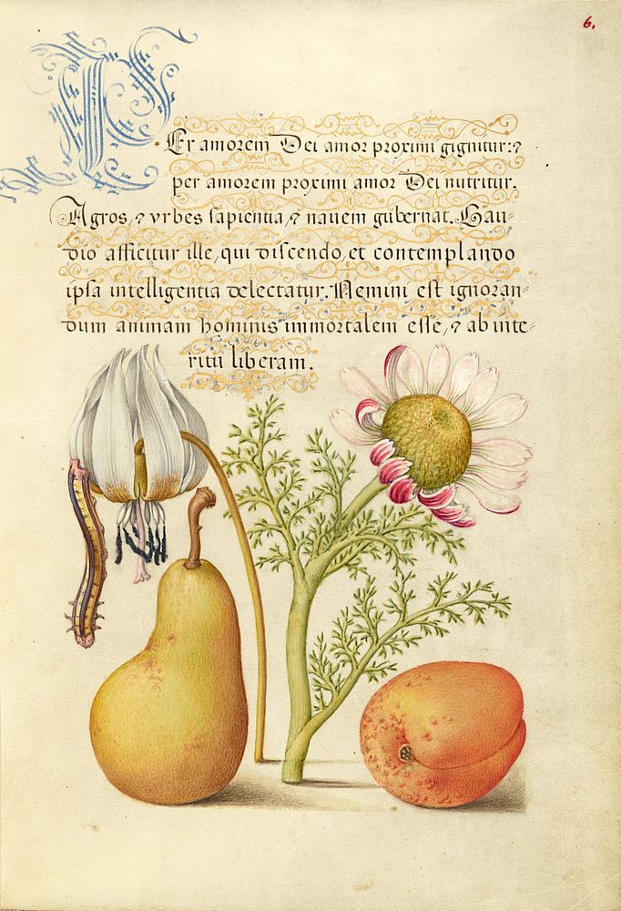 Caterpillar, Dog-Tooth Violet, Pear, and Apricot by Joris Hoefnagel and Georg Bocskay