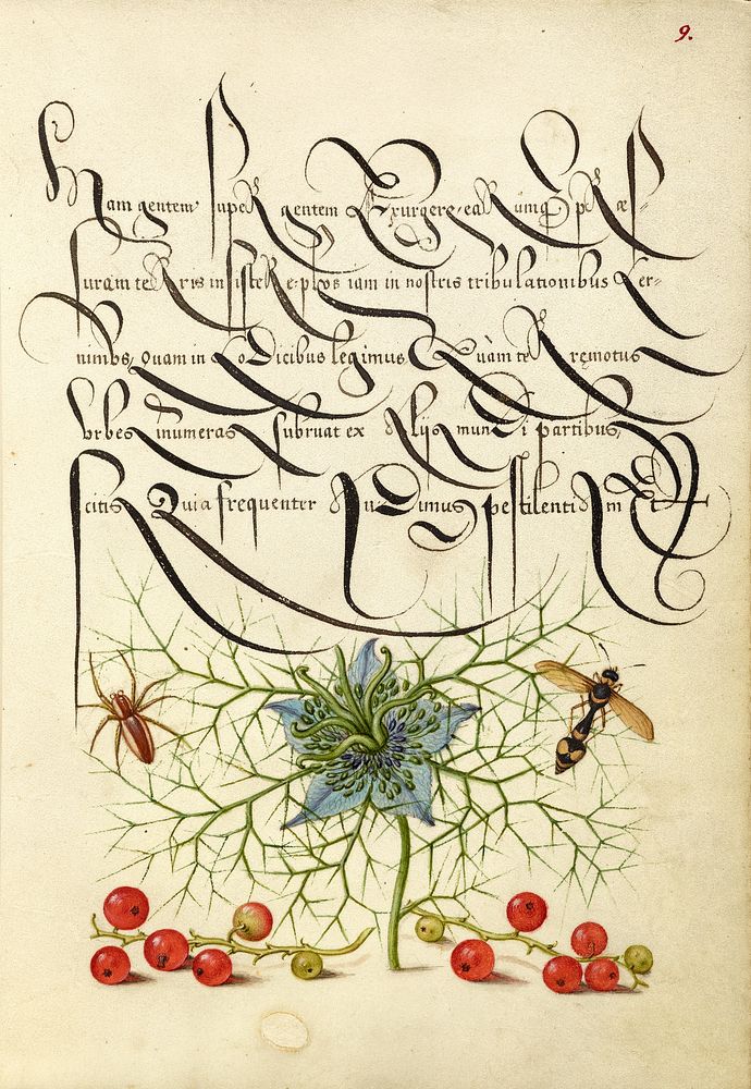 Spider, Love-in-a-Mist, Potter Wasp, and Red Currant by Joris Hoefnagel and Georg Bocskay
