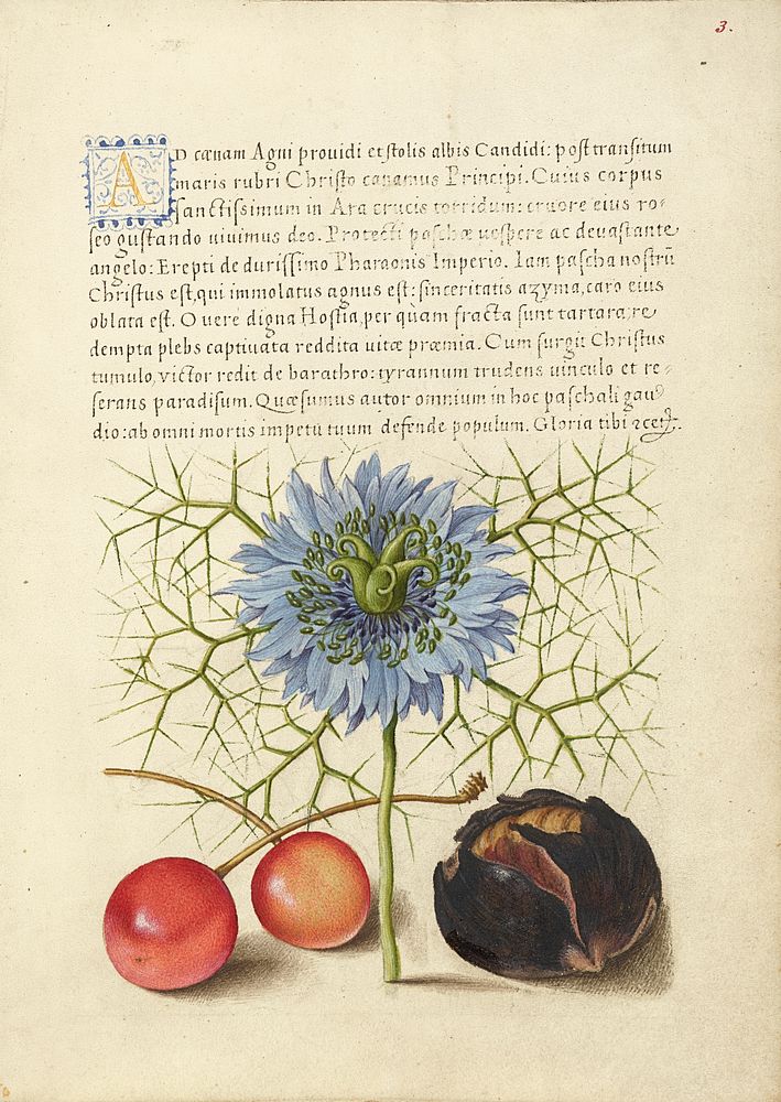 Love-in-a-Mist, Sweet Cherry, and Spanish Chestnut by Joris Hoefnagel and Georg Bocskay