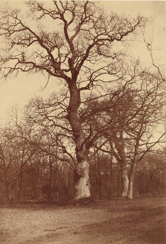 Study of Trees, Bois de Boulogne by Comte Olympe Aguado